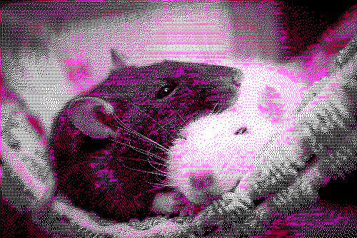 THESE RATS ARE CUDDLING!!